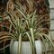 Spider Plant